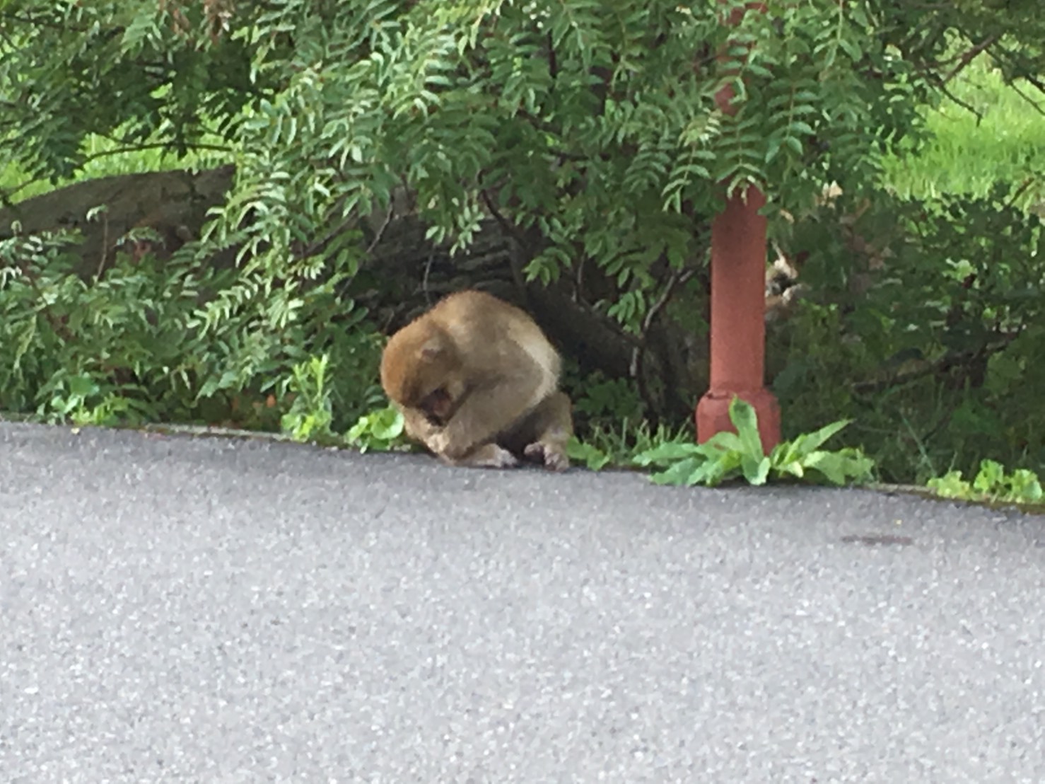 野生のサル