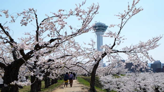 【桜を満喫！桜の名所「五稜郭公園」へ行こう】1泊2食バイキングプラン（90分無料飲み放題付）