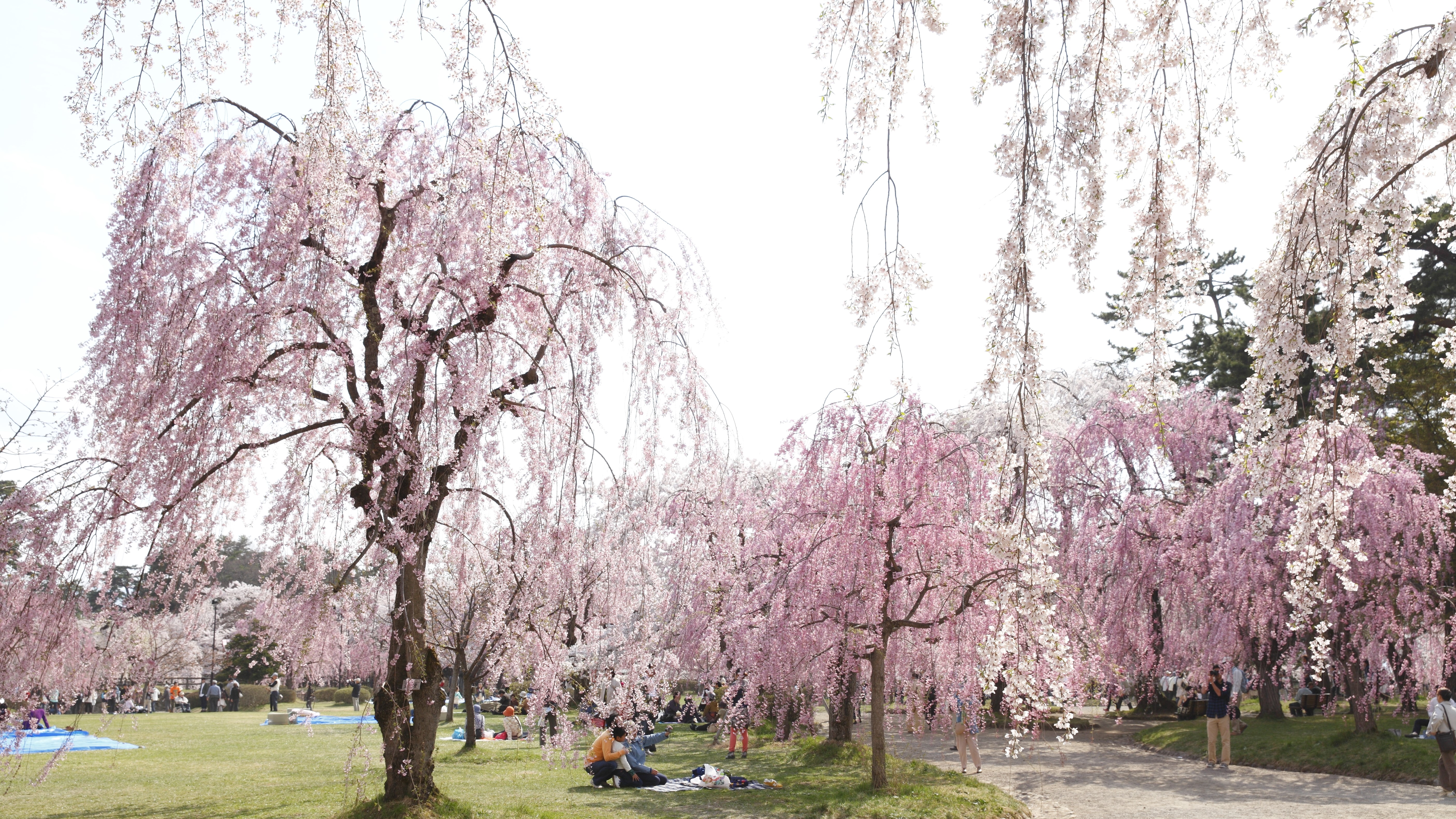 弘前市/弘前公園の桜