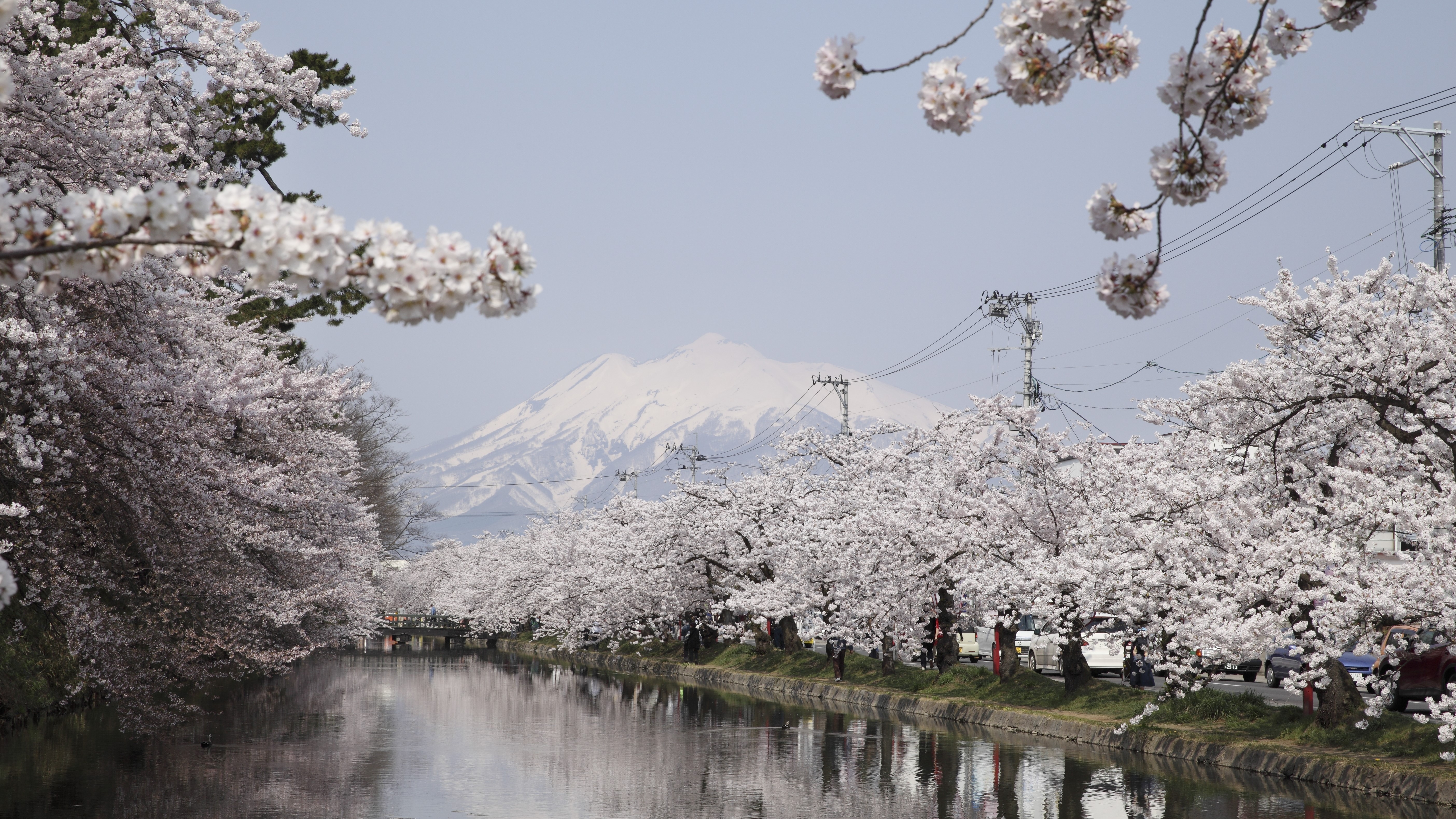 弘前市/弘前公園の桜