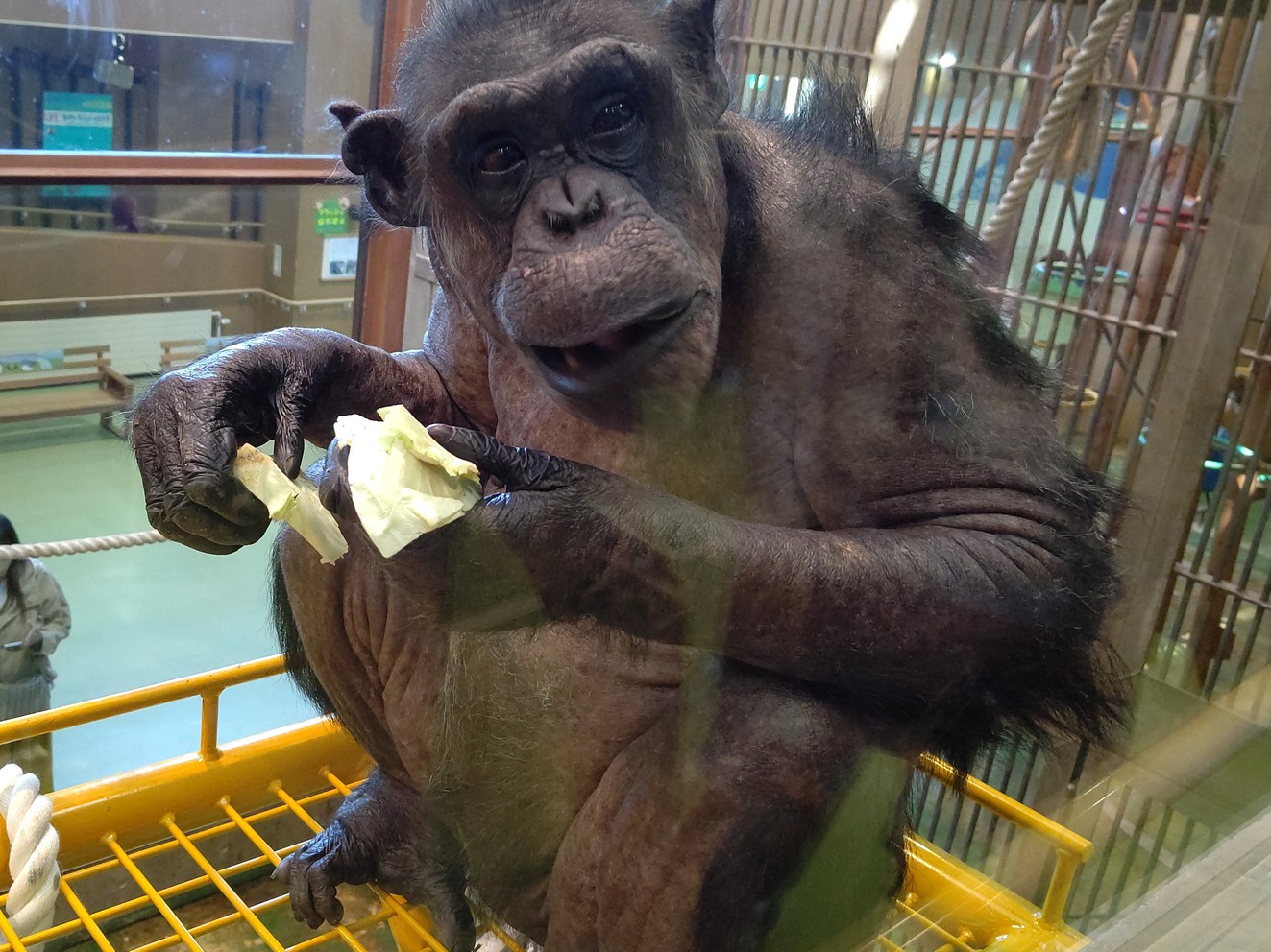 旭山動物園の選べるグッズ付き♪／素泊まり