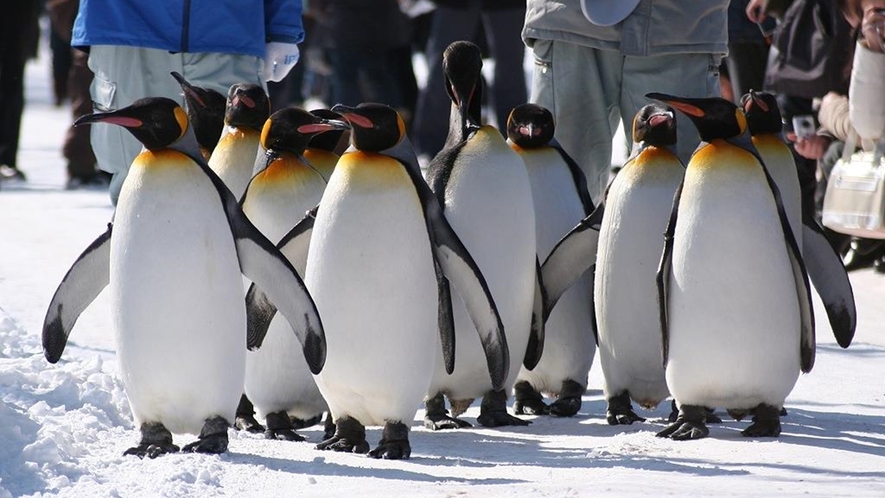 【旭山動物園】ペンギンの散歩