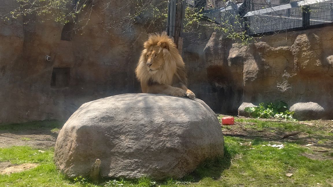 【旭山動物園】～もうじゅう館～ライオン