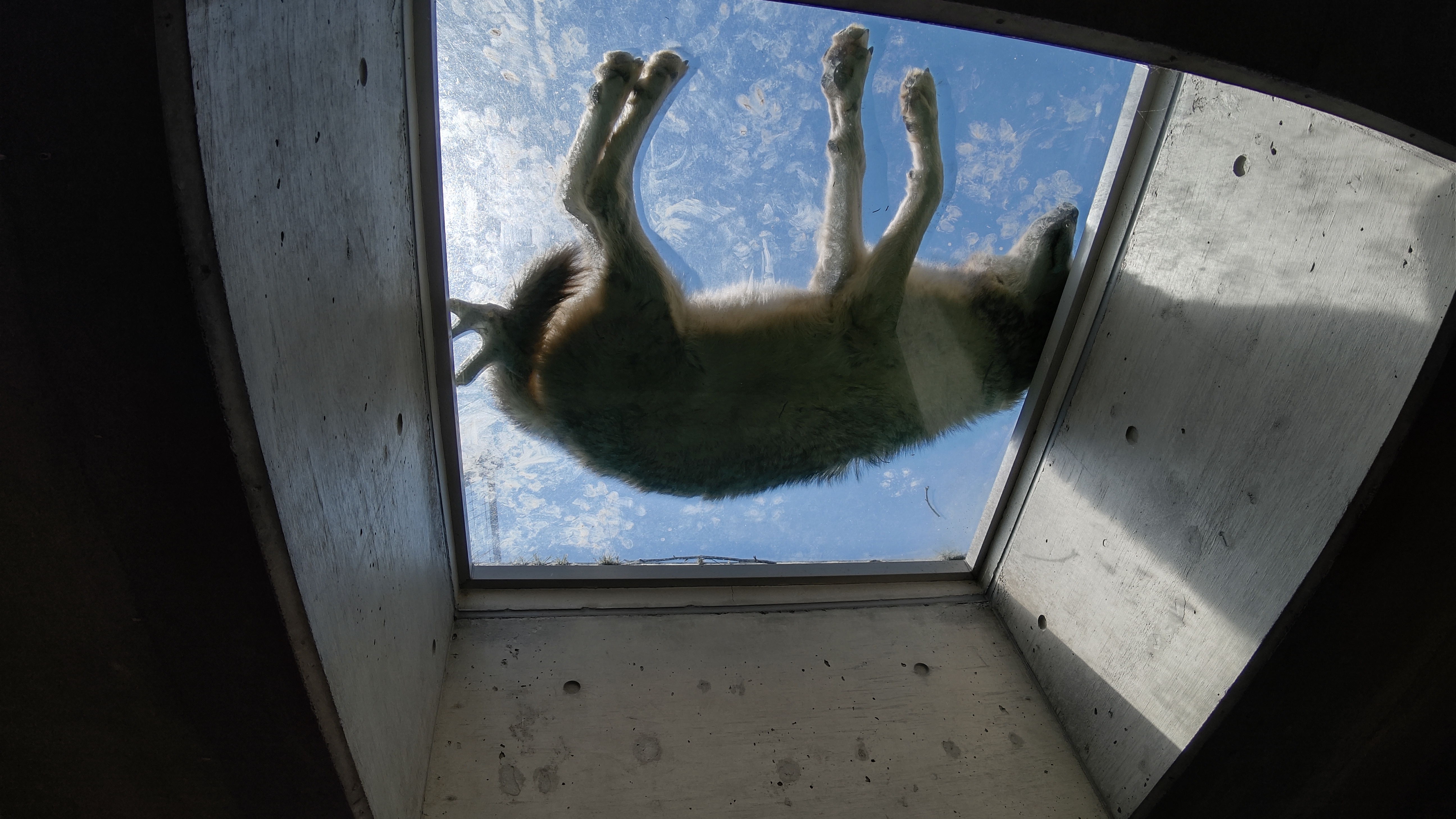 【旭山動物園】オオカミの森～無防備に寝ているオオカミ～