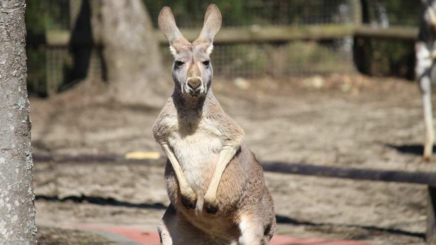 アフリカンサファリ