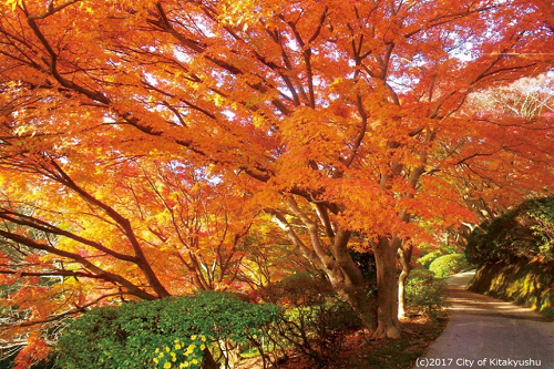 白野江植物公園.（紅葉）