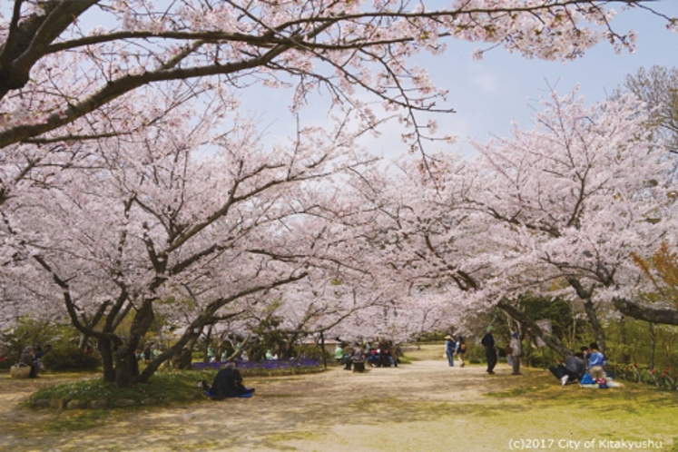 白野江植物公園.（桜）