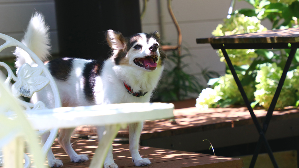 ペットと一緒★小型〜超大型犬までOK！-2食付-
