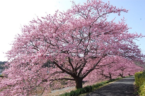 みなみの桜と菜の花まつり★桜に囲まれた宿で春を楽しむ-2食付-