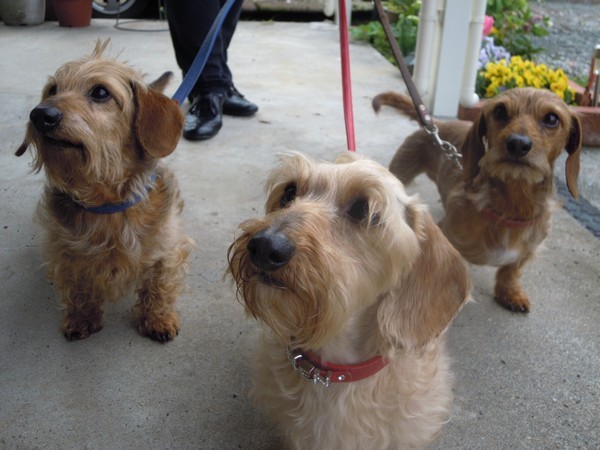 Even with 3 dogs