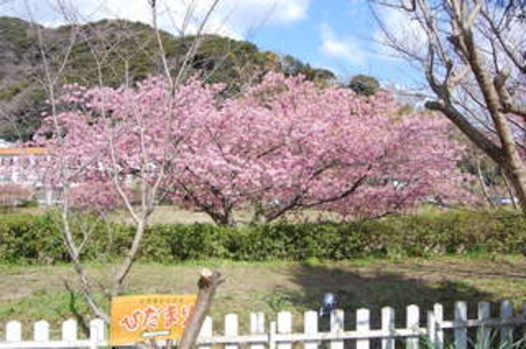 河津桜が裏庭から見られます。２月半ば