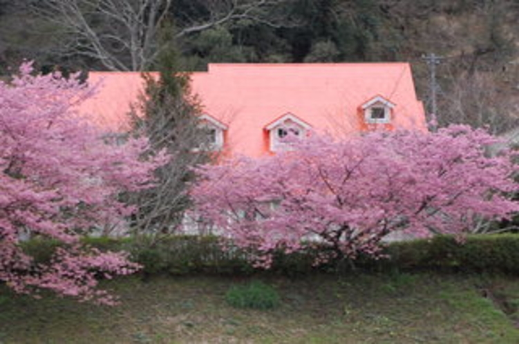河津桜が咲いたときの外観