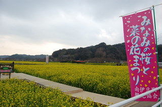 広大な菜の花畑