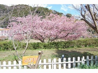 裏庭から河津桜の並木道へ