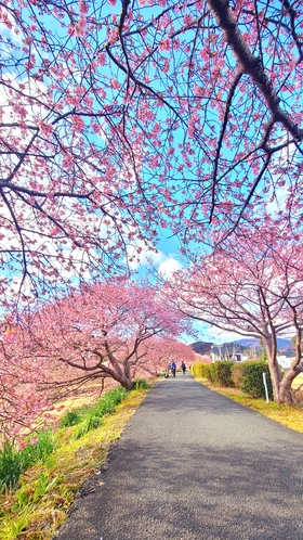 みなみの桜と菜の花まつり　桜並木　南伊豆町役場周辺