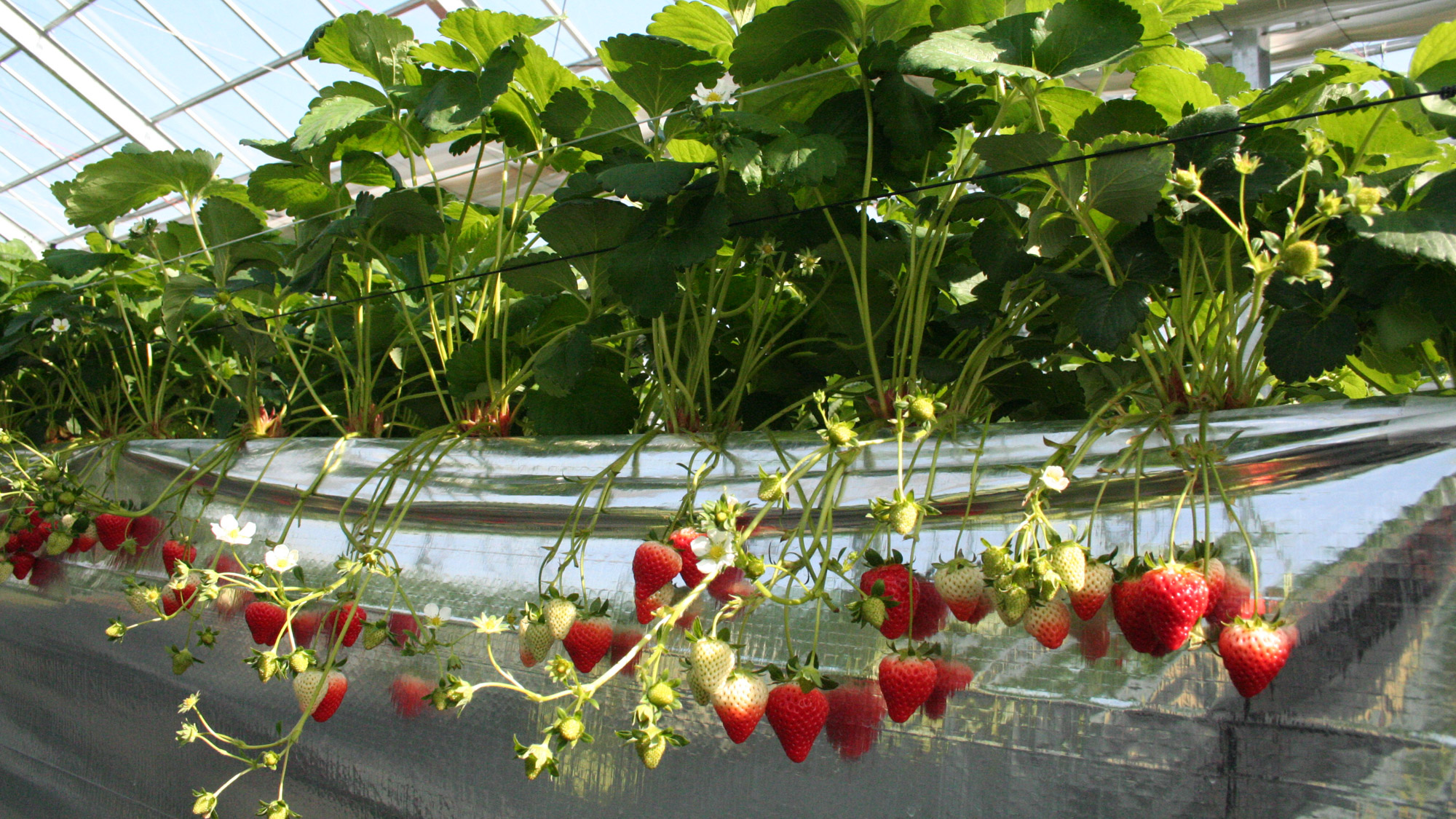 もぎたてのイチゴはやわらかくてとってもジューシーです