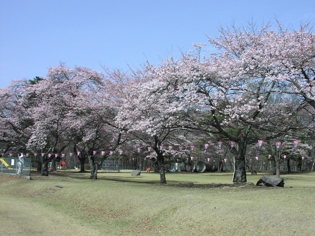 塩原温泉街で桜を満喫♪　1泊２食付創作和食膳＋ハーフバイキングプラン