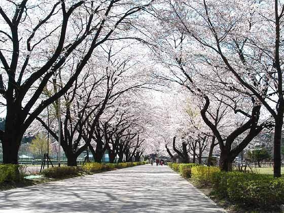 塩原温泉街で桜を満喫♪　1泊２食付創作和食膳＋ハーフバイキングプラン