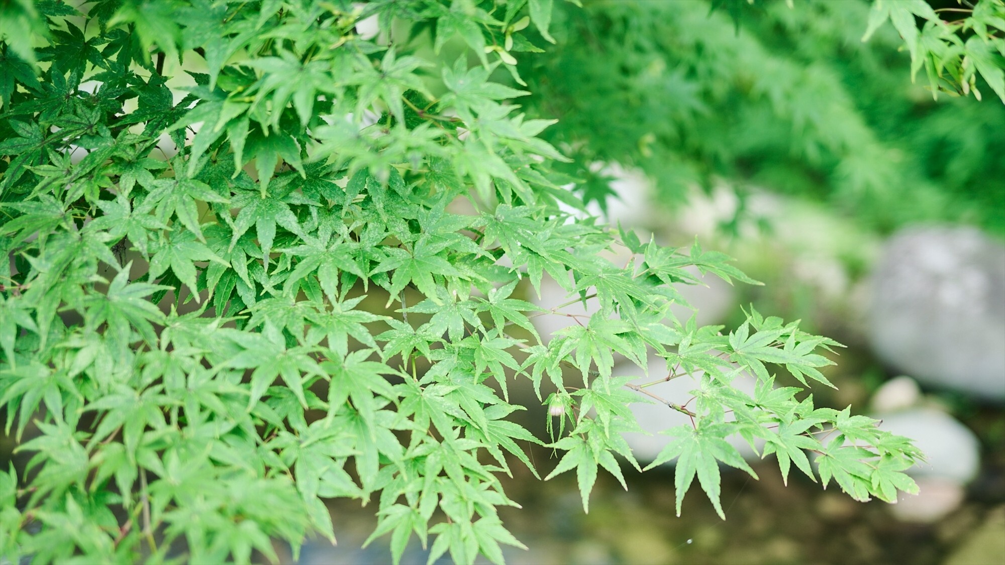 有馬温泉　有馬六彩 - 写真 174