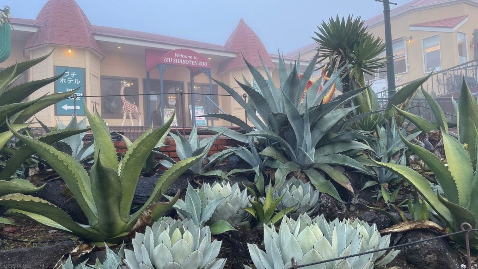 【周辺観光｜伊豆シャボテン動物公園】動物たちとのふれあいが楽しめる人気スポット