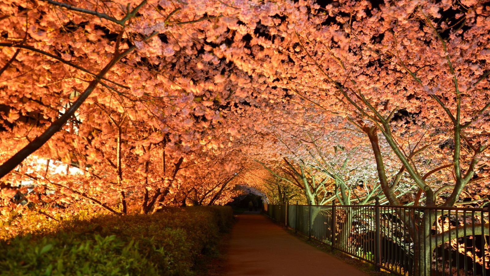 【周辺観光｜河津桜】