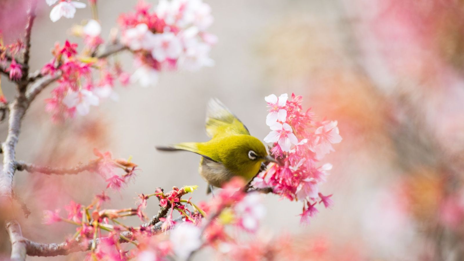 【周辺観光｜河津桜】