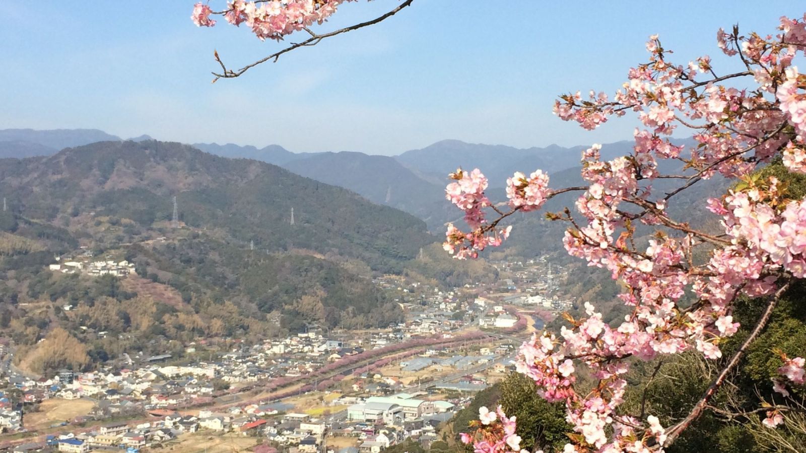 【周辺観光｜河津桜】