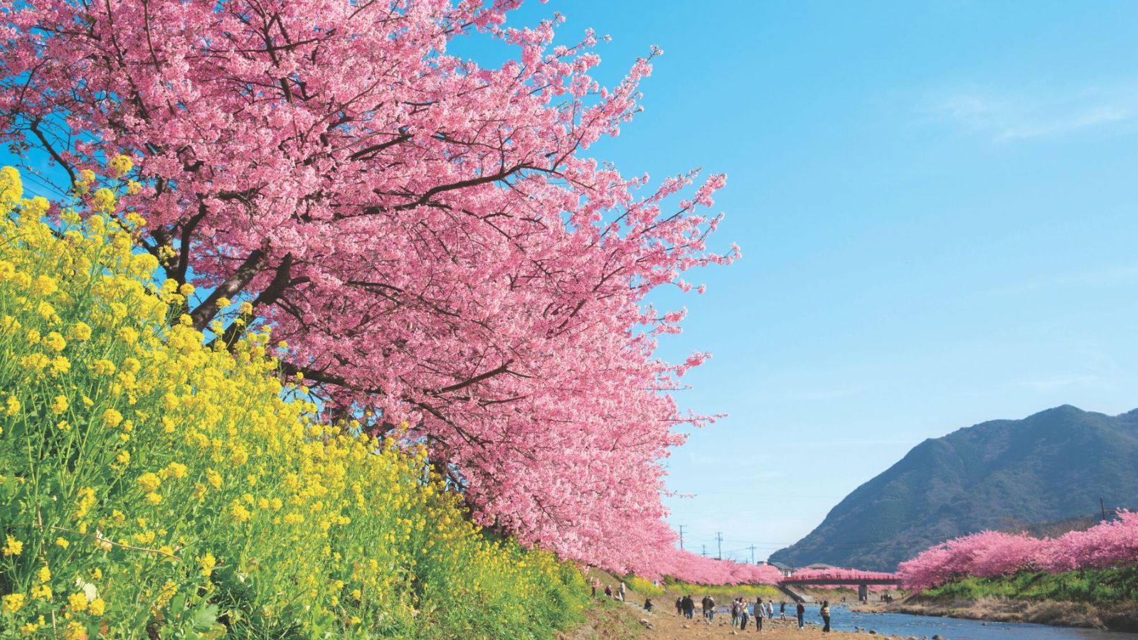 【周辺観光｜河津桜】