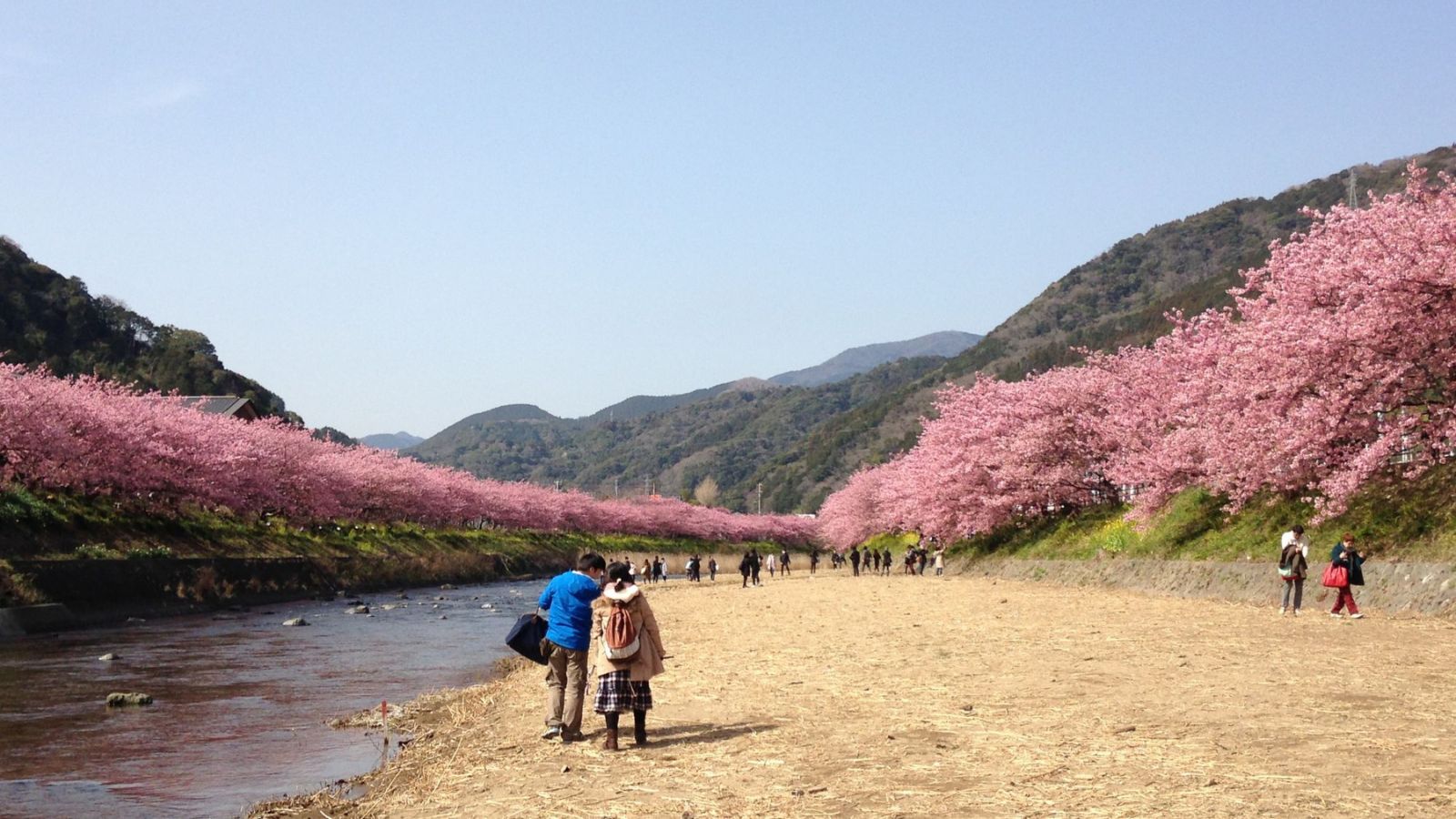 【周辺観光｜河津桜】