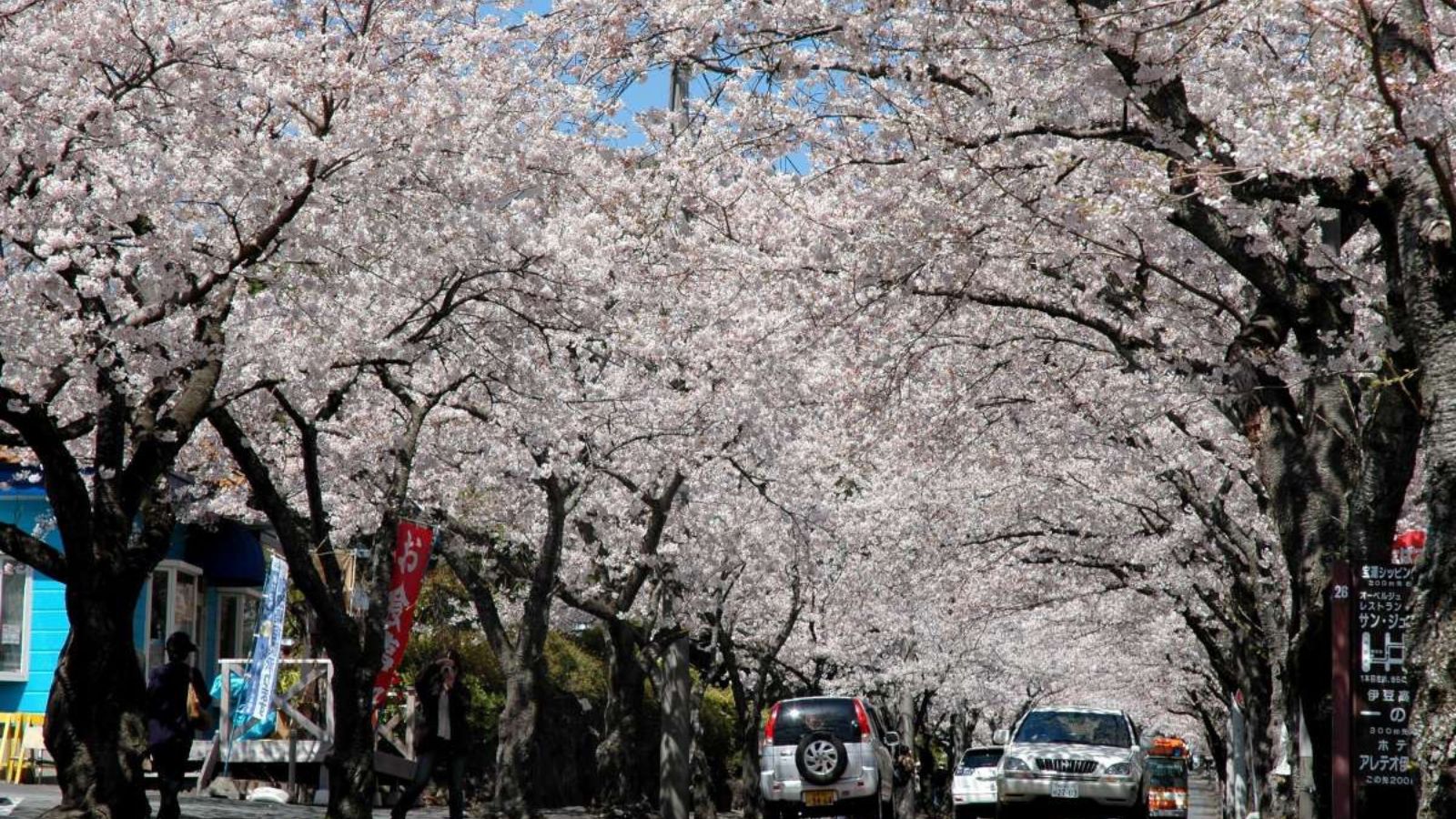 春には桜が咲き誇る、伊豆の散策スポット