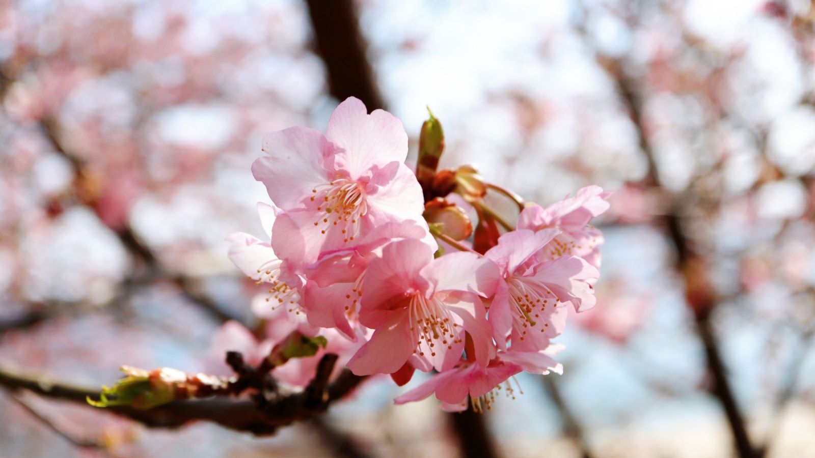 【周辺観光｜河津桜】