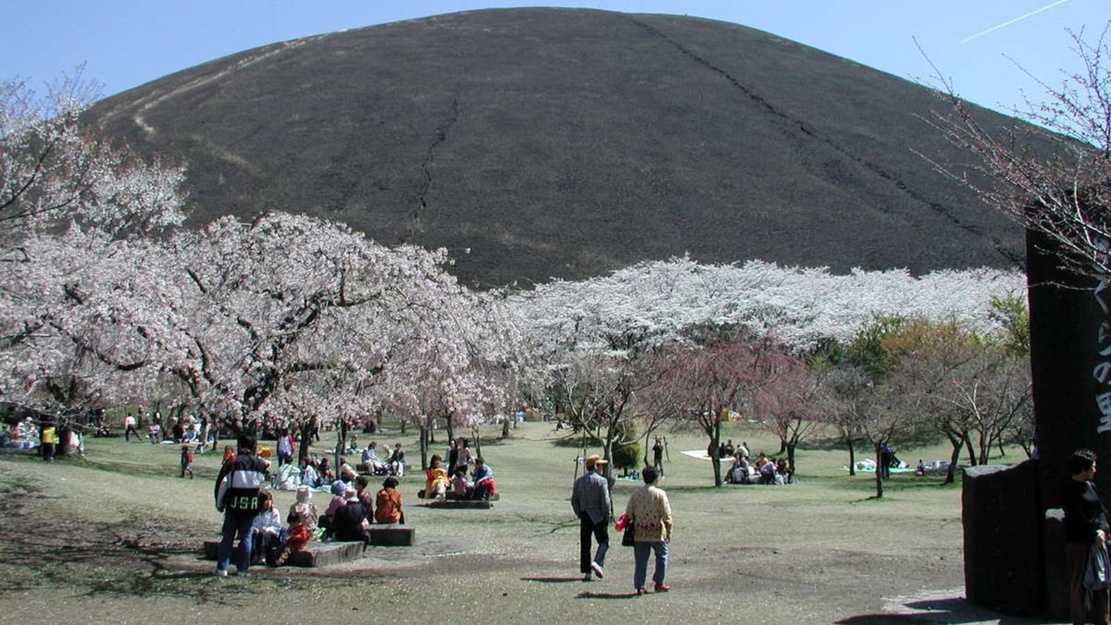 【周辺観光｜さくらの里】大室山のふもとで楽しむ春の風景