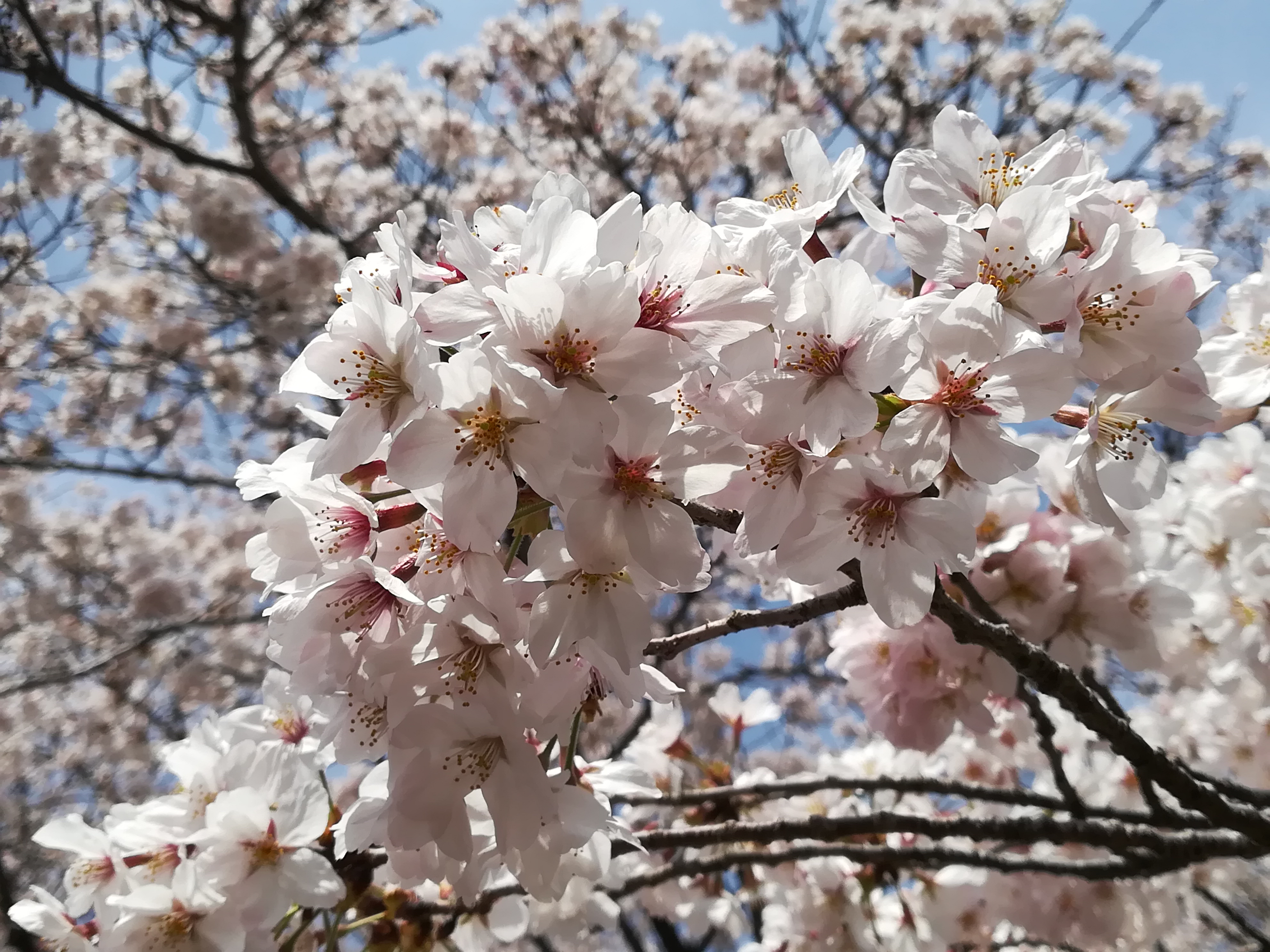 桜