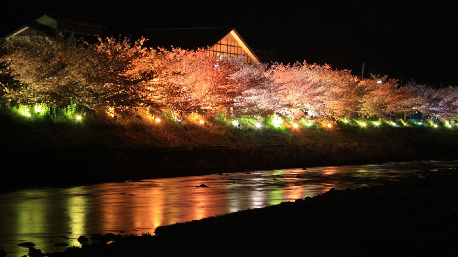 【周辺観光｜河津桜】