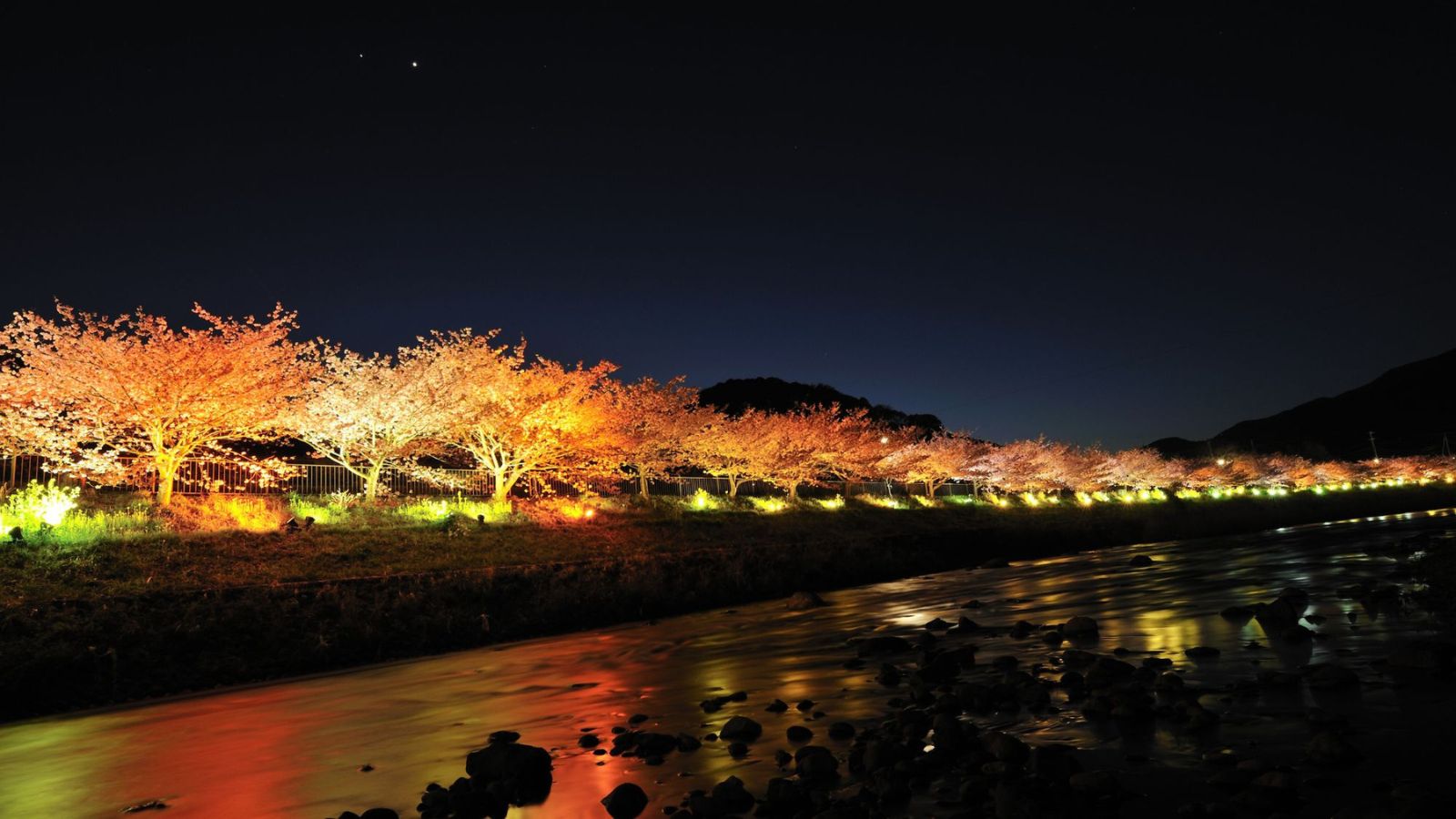 【周辺観光｜河津桜】