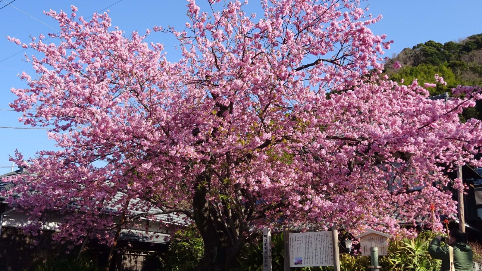 【周辺観光｜河津桜】