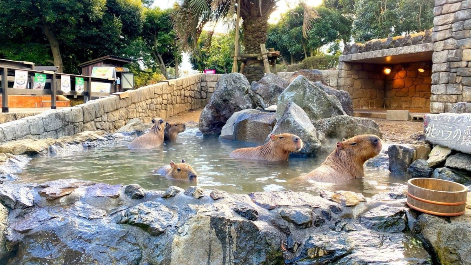 【周辺観光｜伊豆シャボテン動物公園】名物・カピバラの露天風呂に癒されて