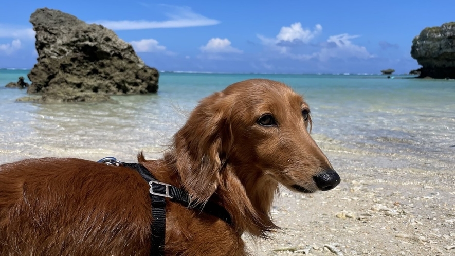 *看板犬ロビン/沖縄の青い海に癒されています