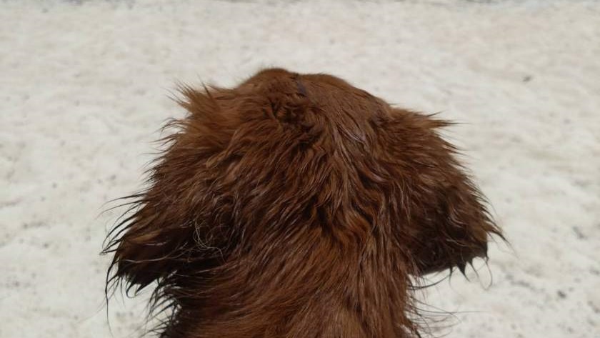 *看板犬ロビン/海でたくさん遊んだ後はほっと一休み