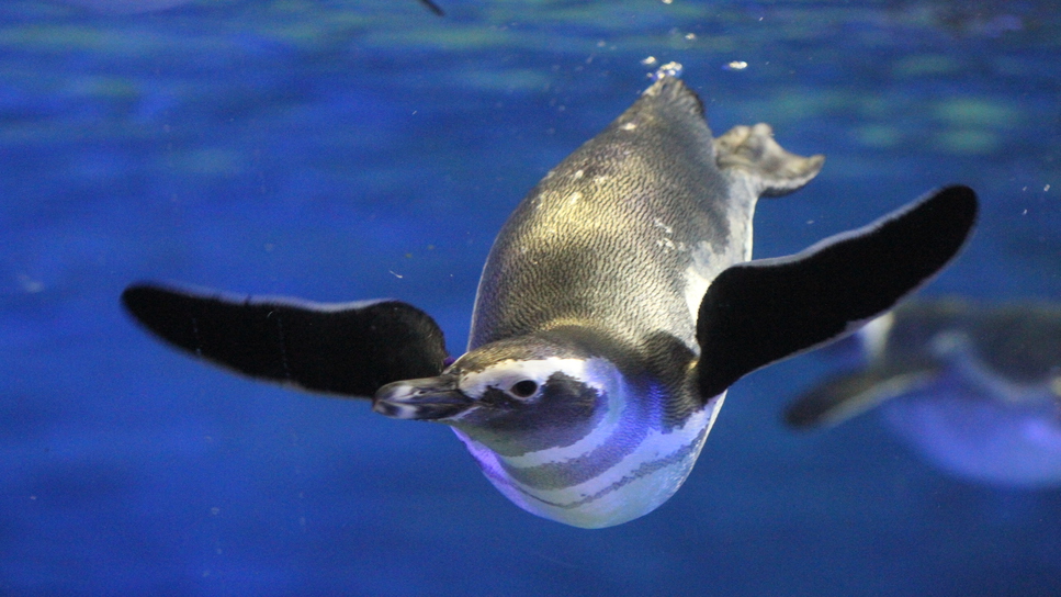 【18時チェックイン】すみだ水族館入館引換券付【朝食付】