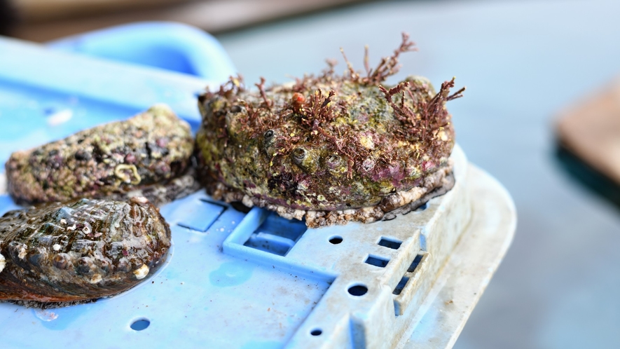 【その他】三陸の豊富な漁場で獲れる新鮮な海産物をご堪能ください