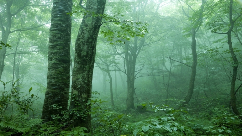 【レンタカー応援】ガソリン10L相当分割引！世界自然遺産・白神山地で大自然を満喫＜素泊まり＞
