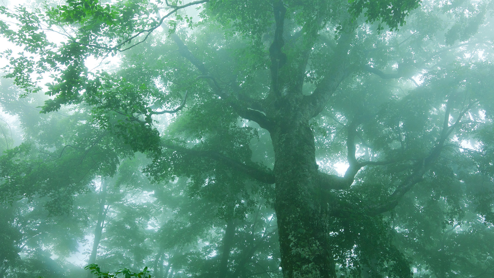 *世界自然遺産登録地域のブナ林