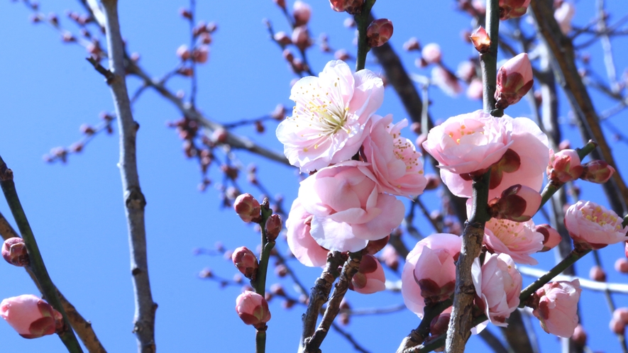 2月半ば～後半が見頃♪南部梅林