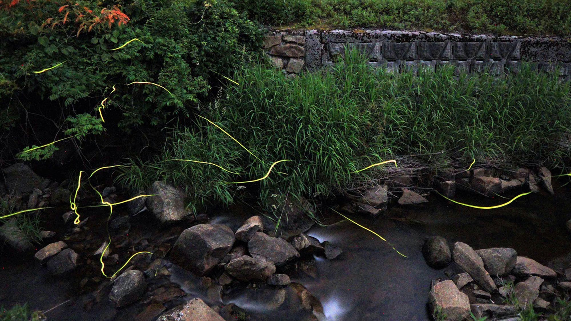 【周辺】豊平の初夏はホタルを見ることができます！