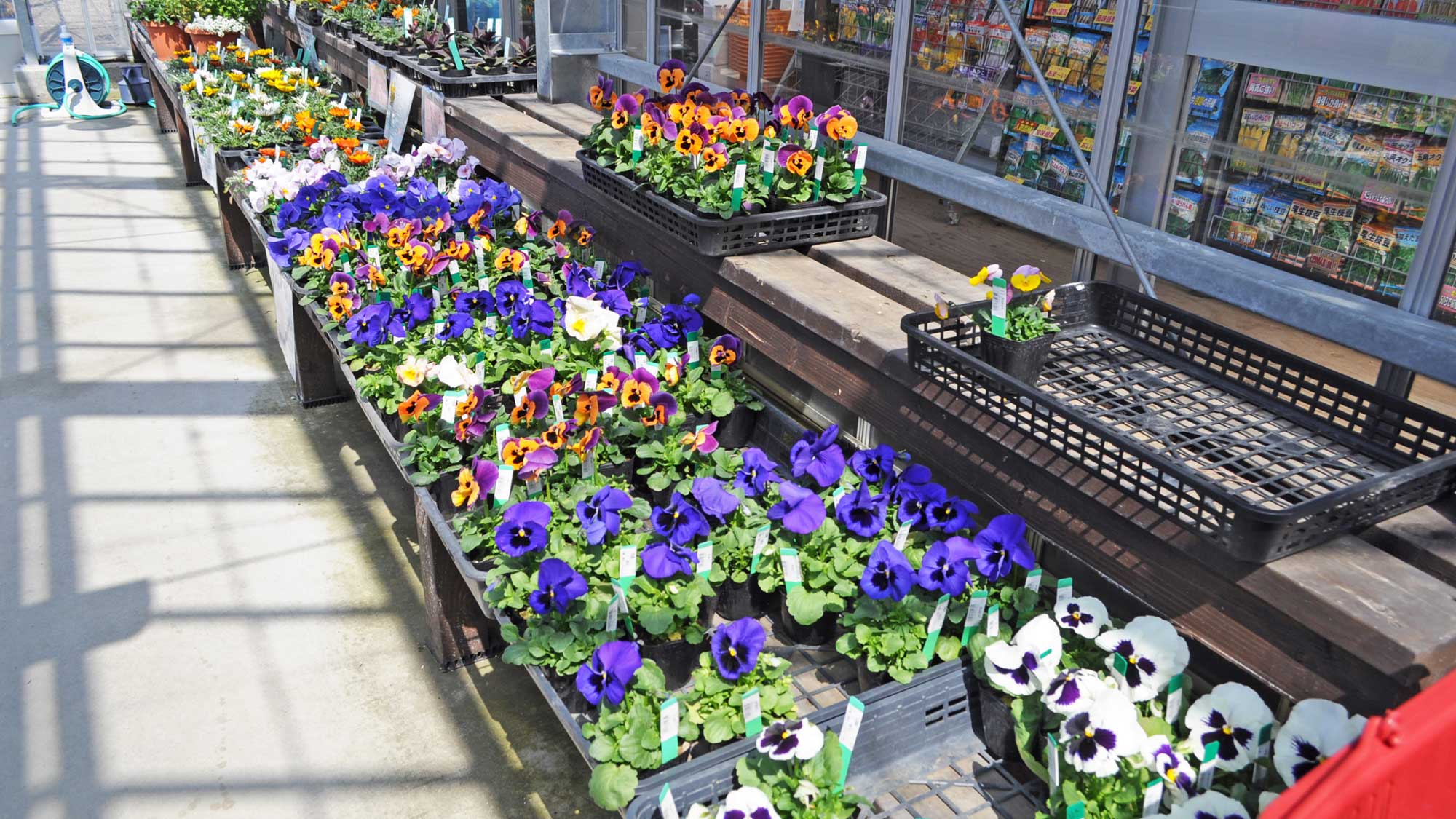 【さんさんハウス】色とりどりの季節の花たちがずらりと並びます