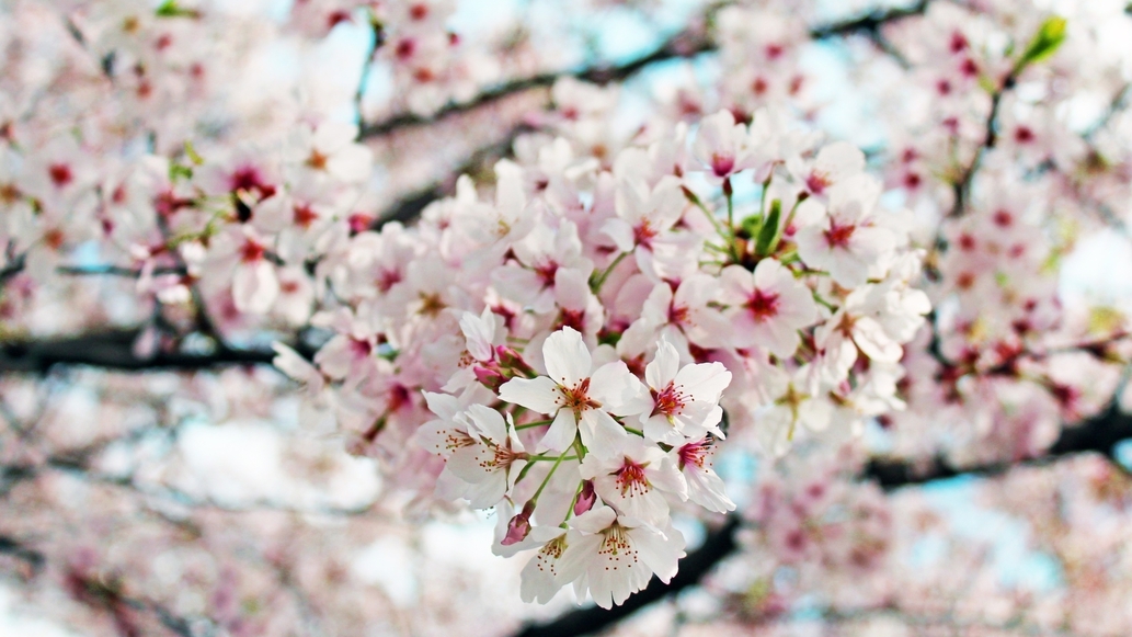 春の草津温泉を彩る花々スポットをご紹介　バイキングプラン