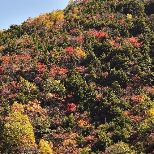 紅葉の山王林道（車で10分）