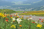 岩岳