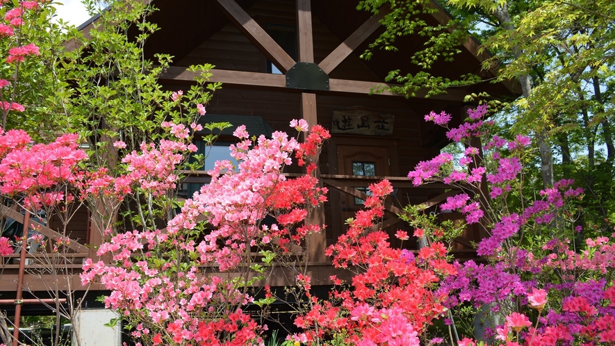 庭内の草花